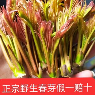 贵州新鲜香椿芽新鲜高原红香椿野生香春芽净菜野菜农家头茬椿芽