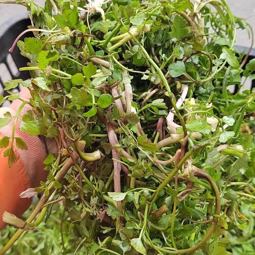 贵州新鲜芹菜农家生芹菜野生细叶芹酸菜开胃酸汤芹菜应季蔬菜