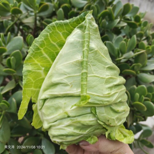 露天种植现砍现发新鲜尖顶牛心菜鸡心包菜批发供应