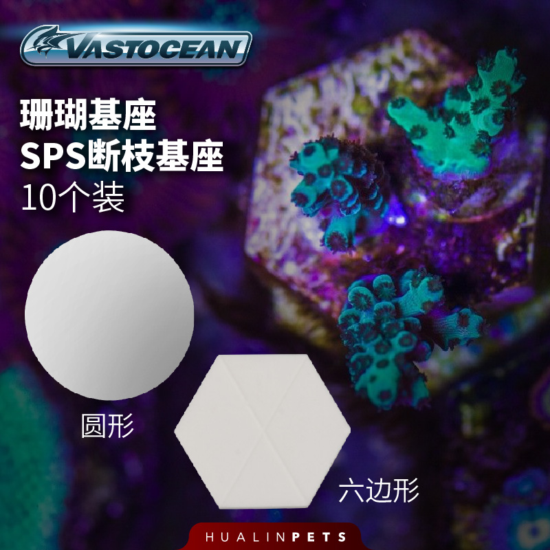 珊瑚底座 繁殖支架