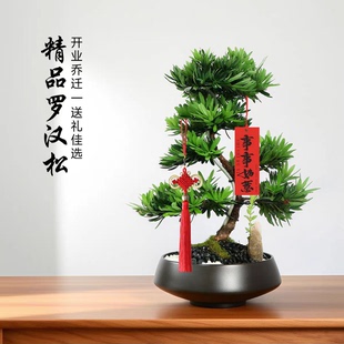 精品造型罗汉松盆景客厅植物乔迁开业盆栽礼物四季 常青招财绿植