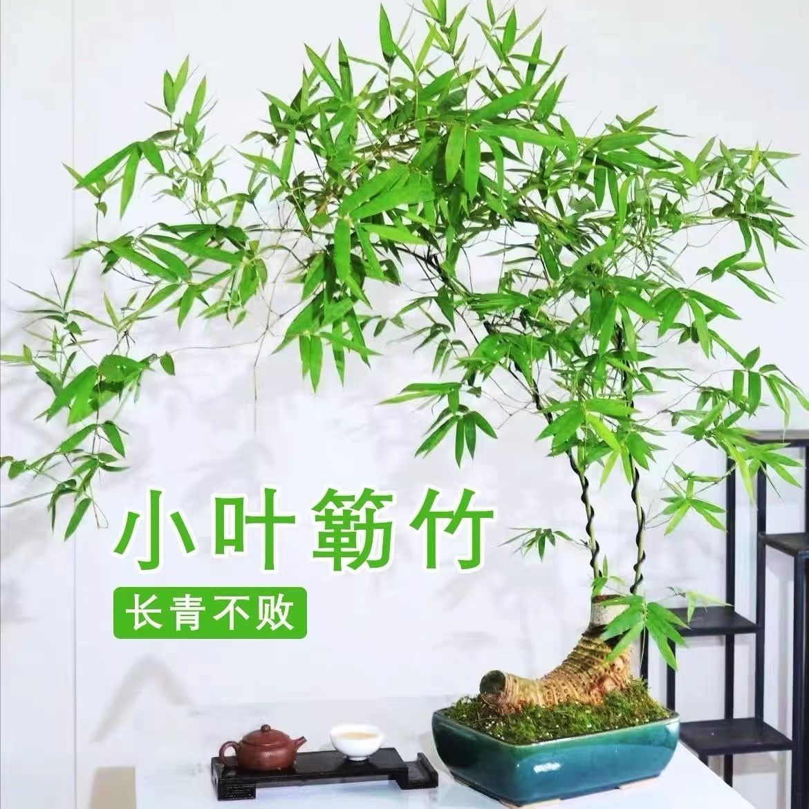 小叶簕竹盆栽老桩室内门竹熟桩生桩桌面庭院观音竹富贵竹茶台绿植