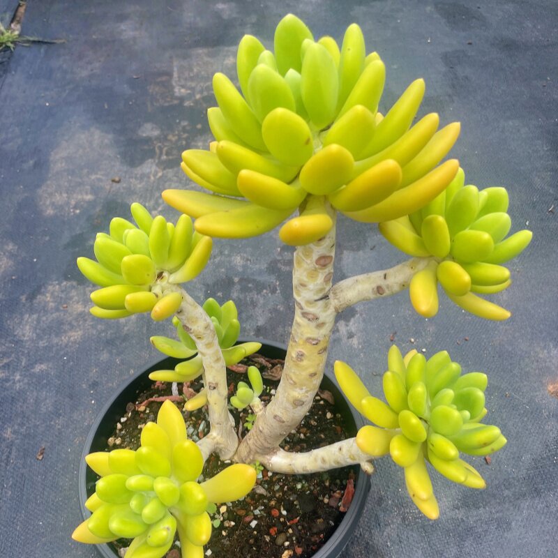 金蝉 芒果奶美人系整桩多头精品老桩多肉阳台花园盆景绿植