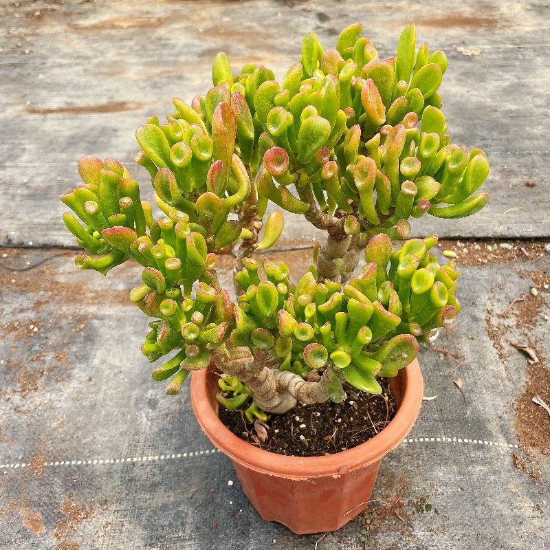 吸财树/招财猫老桩多肉植物盆栽景观办公室绿植花卉防辐射