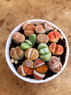 石生屁股花珍贵品种多肉组合盆栽原土原盆发 生石花