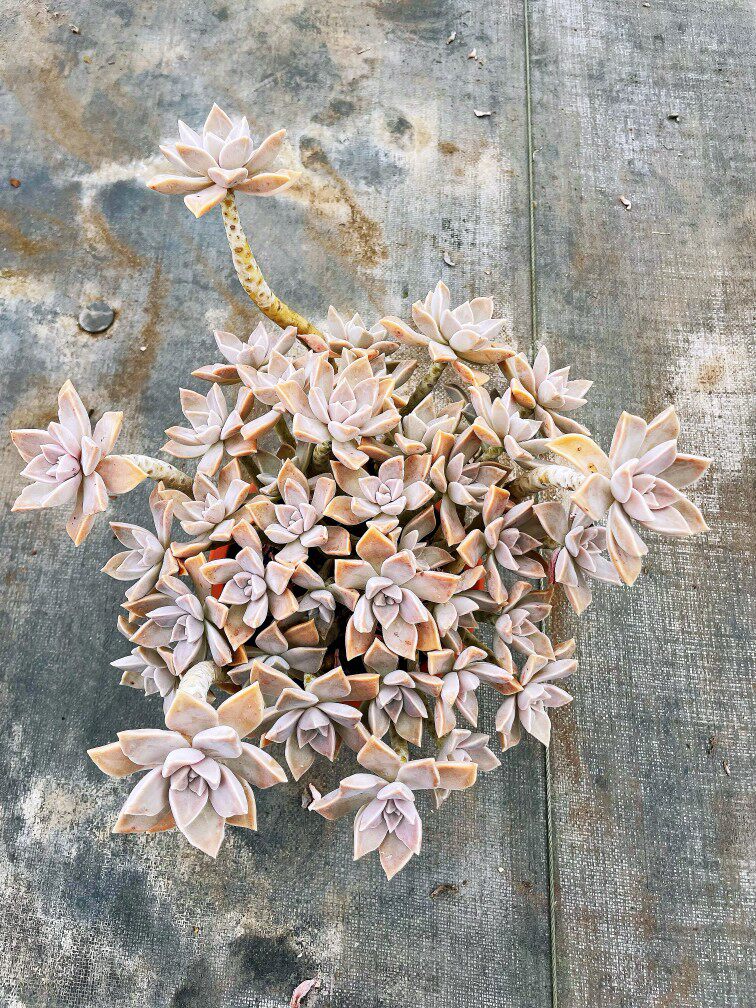 胧月 云南基地悬崖木质老桩大棵多肉清棚