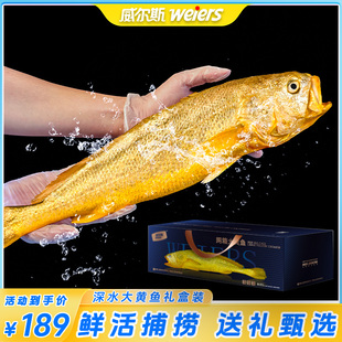 威尔斯深水网箱生态大黄鱼宁德黄花鱼新鲜水产送礼海鲜礼盒装