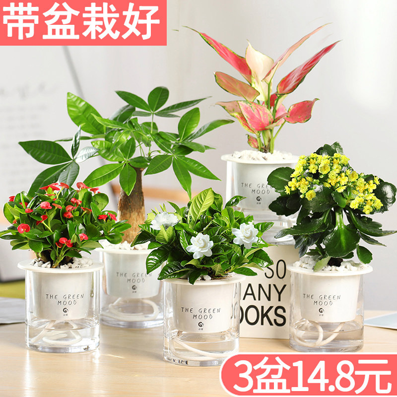 发财树绿萝水培绿植盆栽花卉小植物室内花好养多肉芦荟栀子花文竹
