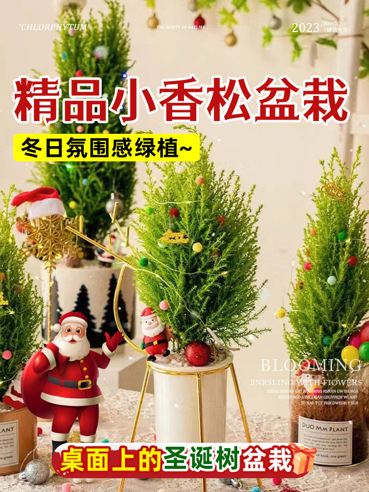 香冠柏小香松盆栽植物圣诞树棒棒糖盆栽室内植物四季圣诞绿植礼品图片