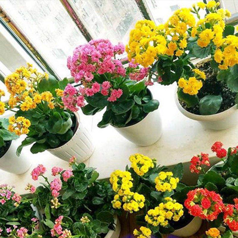 长寿花带花苞盆栽重瓣花四季开花大花苗植物室内阳台花卉好养的花