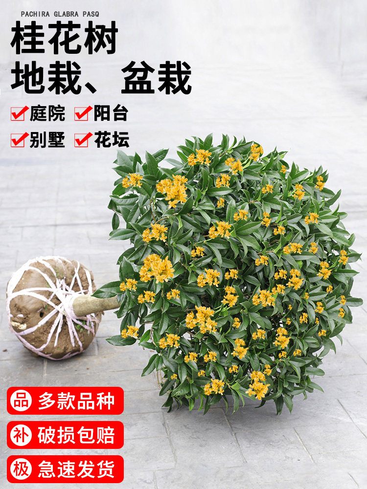 桂花树苗盆栽四季桂八月金桂浓香花卉室内植物庭院大树盆景地栽高