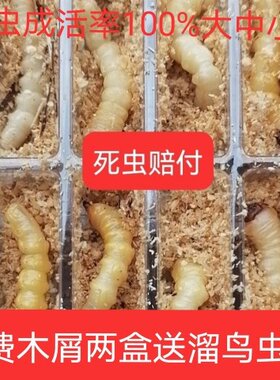 柴虫松树野生天牛幼虫活虫高蛋白鸟儿活食提膘斗鸟专用虫小头柴虫