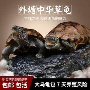 乌龟中华草龟小乌龟活体外塘冷水龟宠物龟金线龟活物龟墨龟草龟苗