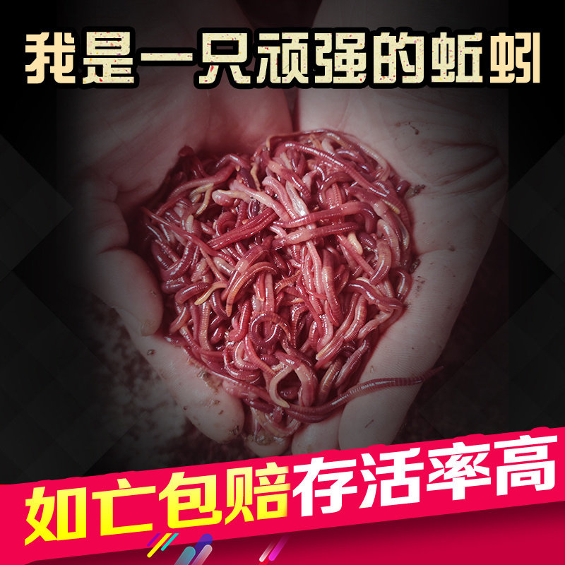 蚯蚓活饵种苗特大号钓鱼垂钓鲫鱼散装红虫活体盒装鲜活饵包邮图片