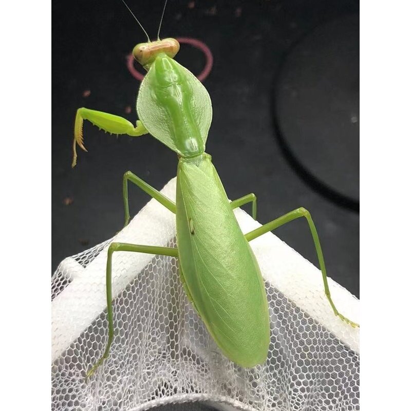 成体螳螂宠物卵夹幼体广斧圆盾兰花大刀宽背螳螂活虫现货爬虫螳螂