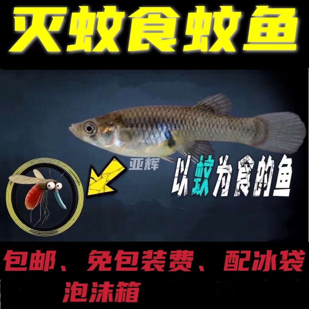 灭蚊繁殖食蚊鱼孑孓大肚鱼活饲料鱼苗龙鱼草金鲮鱼小鱼喂乌龟包邮 - 实物图