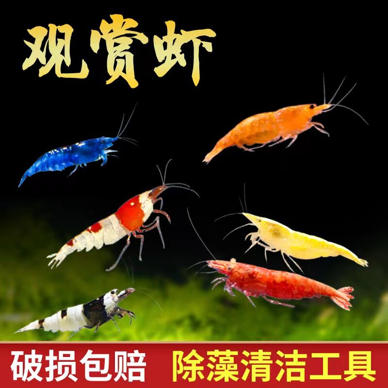 黑壳虾除藻虾鲜活观赏虾淡水晶虾樱花小虾苗极火宠物虾鱼缸工具虾