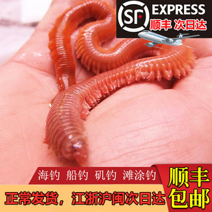 活沙蚕 活饵包邮 红虫青虫海蜈蚣海蚯蚓海钓鱼饵路亚饵鲈鱼饵包活