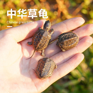 宠尚天小乌龟活体活物中华草龟学生宠物龟网红巴西龟墨龟鳄龟