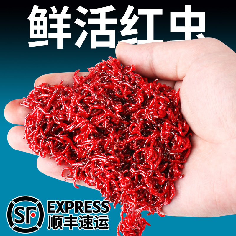 红虫活饵特大号鲜活红虫钓鱼饵料野钓秋冬季黑坑鲫鱼鲤鱼蚯蚓鱼饵图片