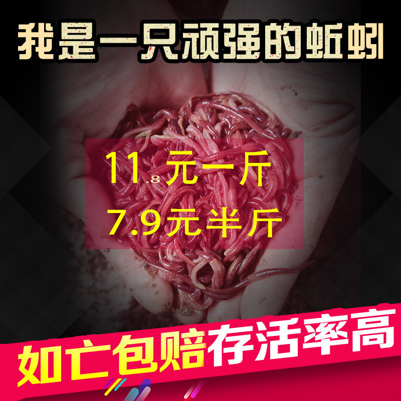 蚯蚓活饵种苗特大号钓鱼垂钓鲫鱼散装红虫活体盒装鲜活饵放生包邮图片