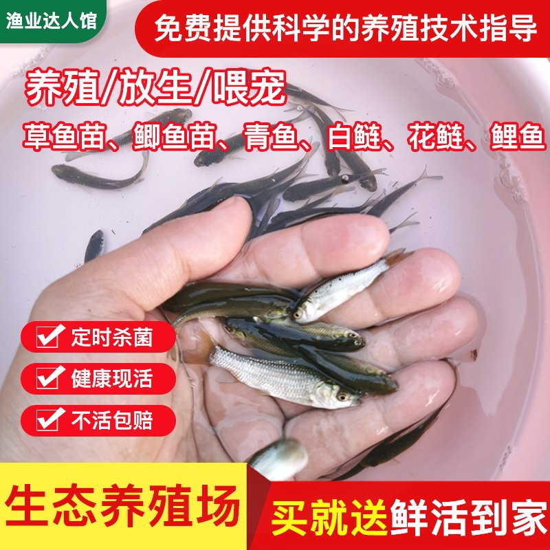 乌龟吃的小活鱼小型喂养殖鳄龟淡水鱼苗红龙龙鱼龟粮食用小鱼活饵图片