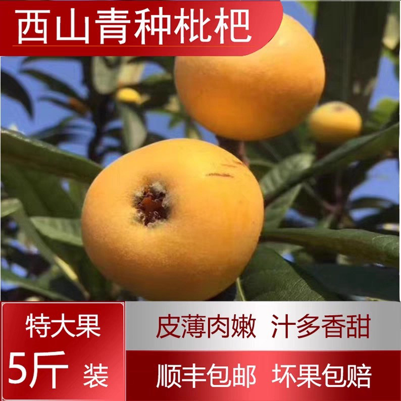 西山青种枇杷新鲜采摘大果枇杷鲜果非东山白玉白沙枇杷青种枇杷图片