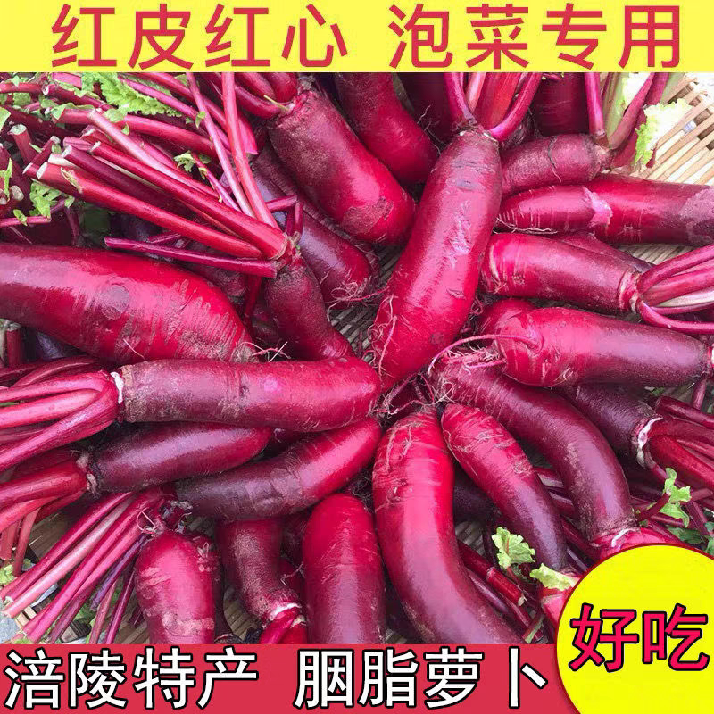 四川重庆胭脂萝卜泡菜专用涪陵特萝卜/胡萝卜