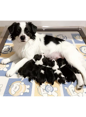 透明亚克力宠物狗小中大型犬类生产垫无刺鼻异味安全可靠宠物产垫