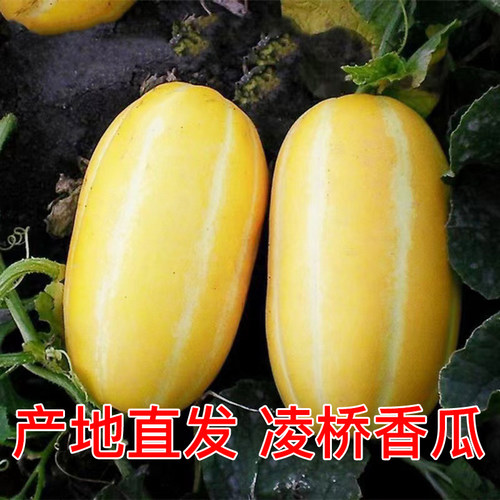 【现摘现发】新鲜水果香瓜黄金瓜蜜瓜超甜脆瓜甜瓜孕妇水果韩国瓜