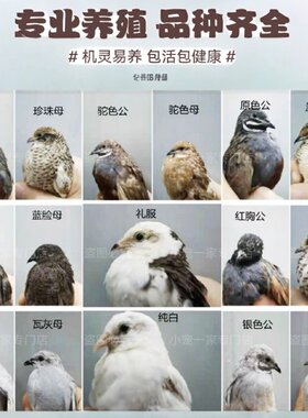 网红芦丁鸡活物宠物鸡