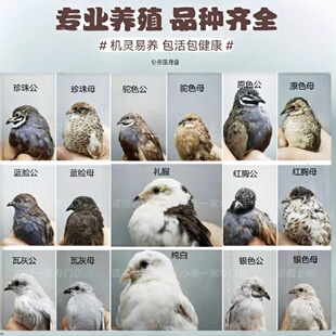 网红芦丁鸡活物宠物鸡活体下蛋鸡全色系家养宠物宠物迷你小鸡