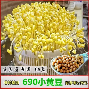 小粒黄豆690发豆芽专用纳豆生豆芽豆农家非转基因珍珠粒小金黄豆