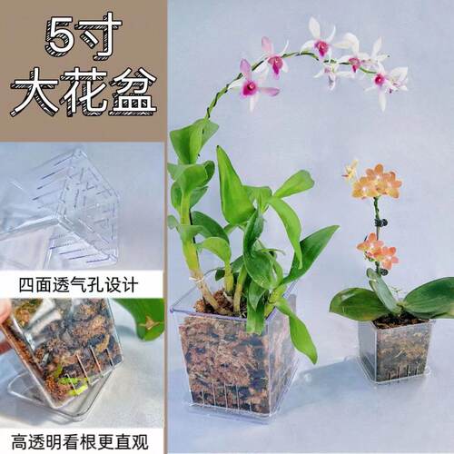 高度透明简约方形蝴蝶兰花盆