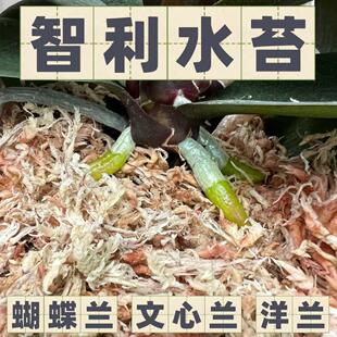 兰花专用土蝴蝶兰专用智利水苔营养土干苔藓青苔园艺智利白草