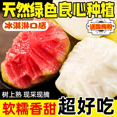 福建双拼红白番石榴草莓奶油芭乐