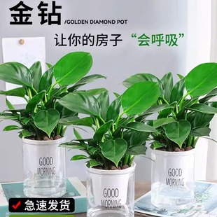 长期水培植物高大金钻盆栽植物铂金钻绿萝箩水培大叶绿植懒人好养