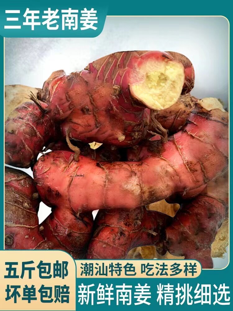 正宗潮汕红皮南姜新鲜野生潮汕山姜卤水配料腌制火锅去膻特产