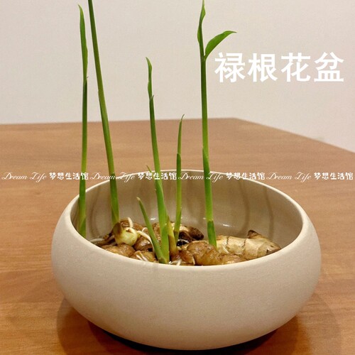 养禄根专用盆粗陶大号特大盆中式陶瓷水养水培无孔花盘生姜芽盆栽