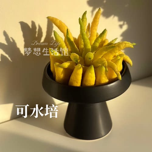 佛手柑摆件客厅摆放摆盘香橼托盘器皿观赏简约托盆容器陶瓷花瓶