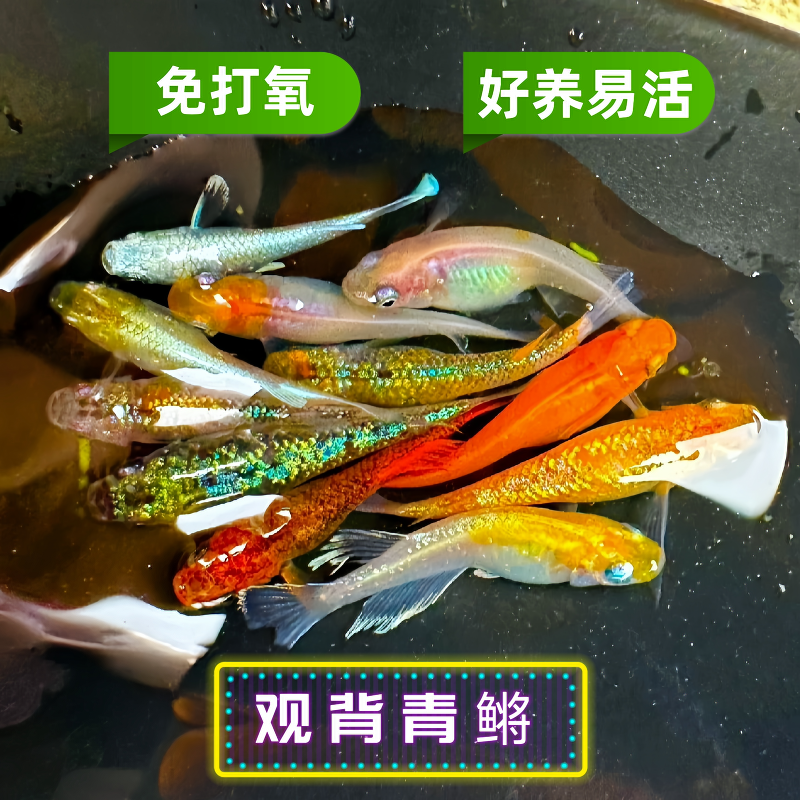 观背青鳉成鱼免打氧耐活