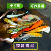 观背青鳉鱼小型观赏鱼冷水鱼新手易养免打氧成鱼耐活淡水鱼古法缸