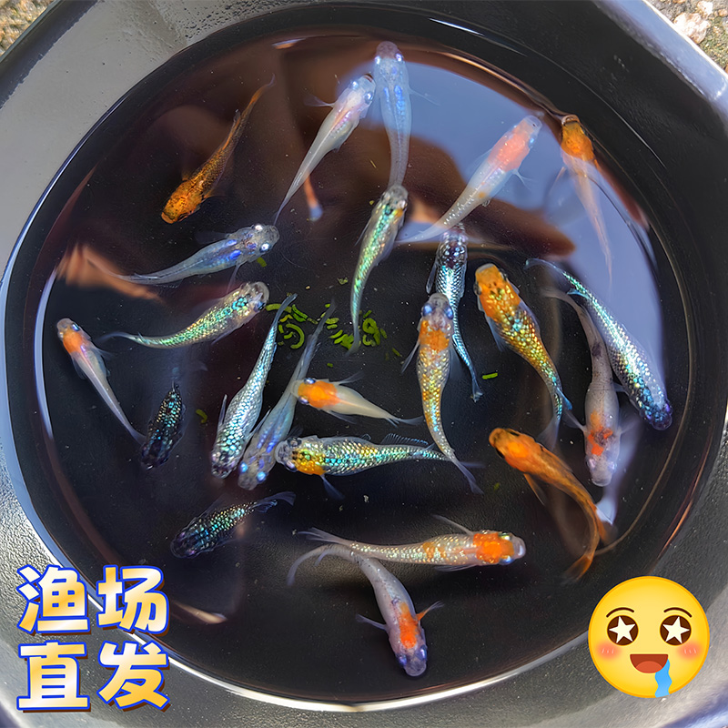 观背青鳉观赏鱼不加温免打氧好养