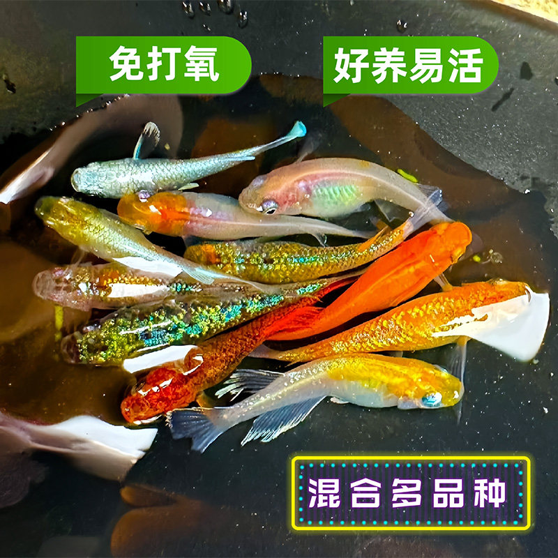 观背青鳉小型锦鲤不加温魔法鱼耐寒广温鱼除油膜工具鱼好养不打氧,宠物/宠物食品及用品,鱼,淘宝优惠券,粉丝福利购,淘宝优惠卷