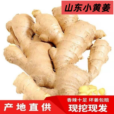 特级新鲜生姜老姜农家自种泥姜大黄姜窖存小黄姜月子姜炒菜姜
