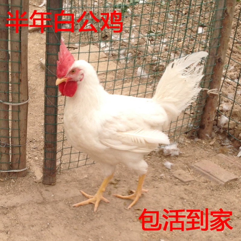 童子鸡白公鸡活体纯白无杂毛包邮 药引子散养土鸡活鸡草鸡包活到
