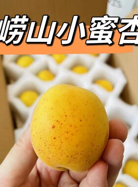 正宗青岛崂山蜜杏纯甜爆汁包顺丰