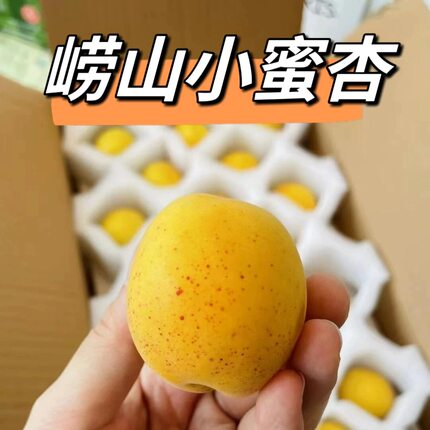 现摘青岛崂山水蜜杏大红杏黄杏非新疆陕西小杏子当季杏子新鲜水果