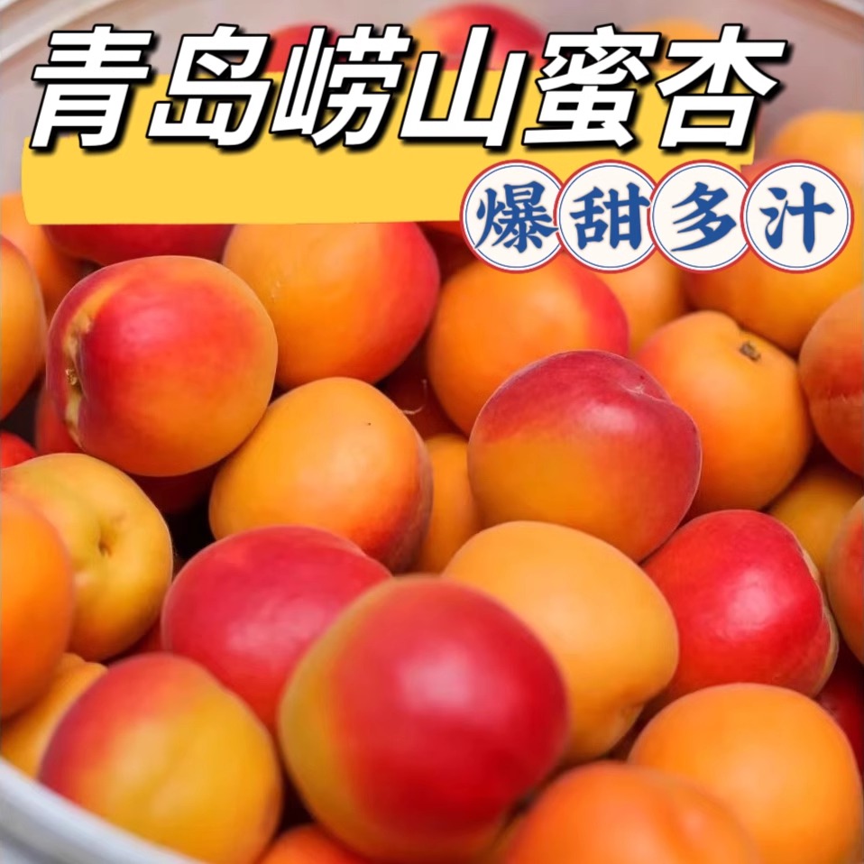 现摘青岛杏子新鲜水果当季大红杏黄杏子崂山水蜜杏非陕西新疆小杏