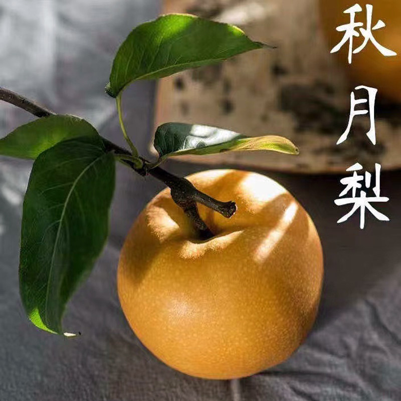 当季正宗山东秋月梨新鲜水果莱阳冰糖羊脂雪梨整箱现摘现发孕妇
